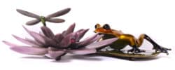 Water Lotus original bronze sculpture by Frogman
