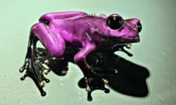Pizzazz by Frogman Bronze Sculpture